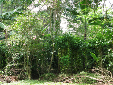 Jungle Plantation